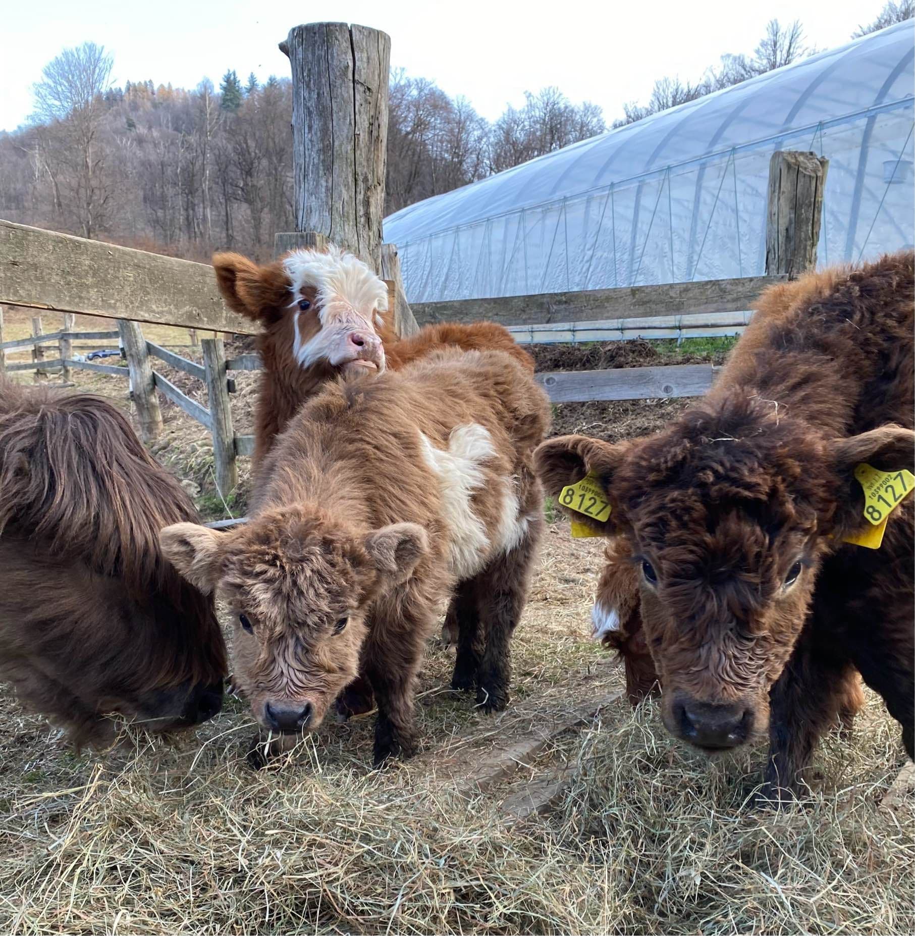 The Galloway cattle breed